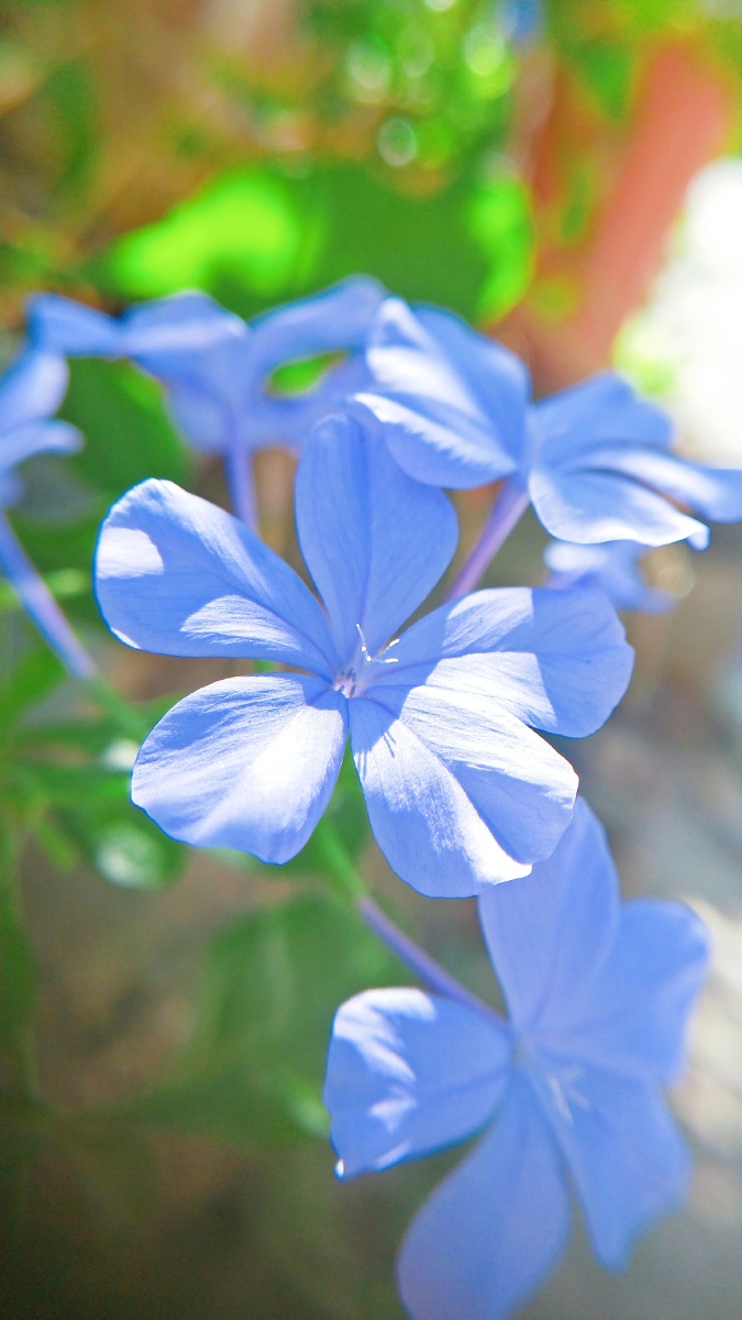 秋季蓝丹花姿态