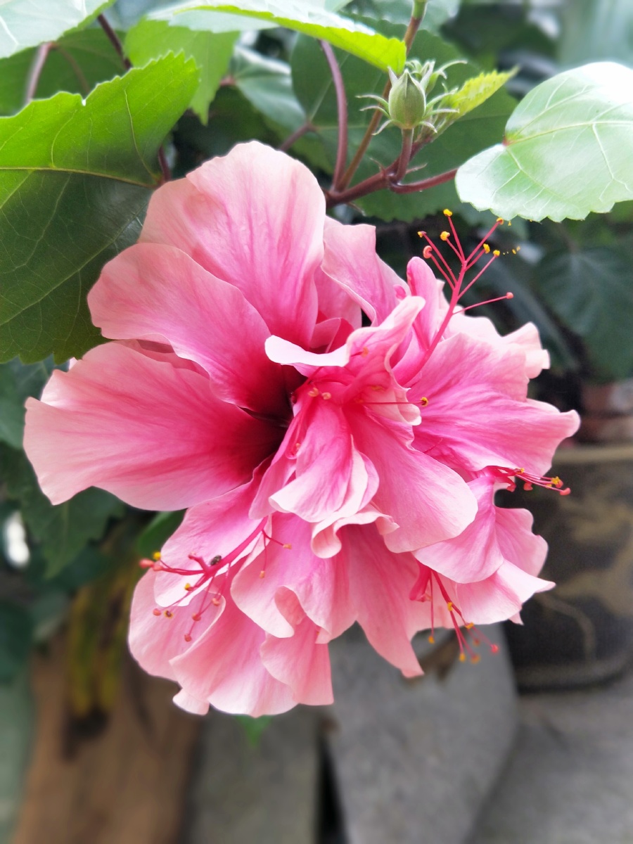 别名重瓣朱槿盆栽景色