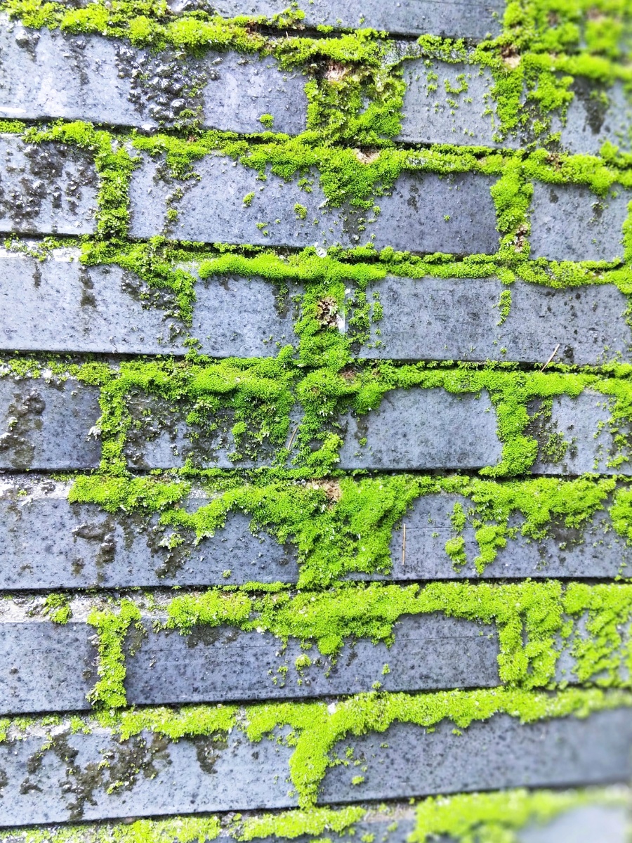 长满青苔的砖墙