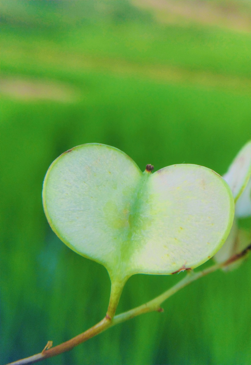 别名梨头草和追云草一样都是心形呢