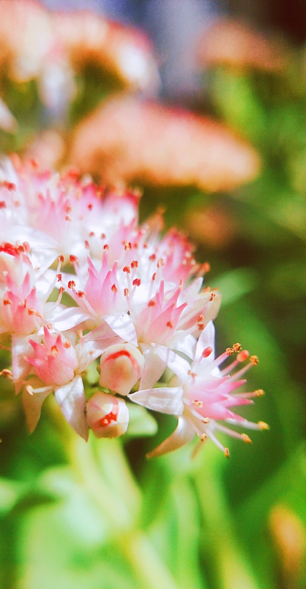 八宝花,秋季花卉