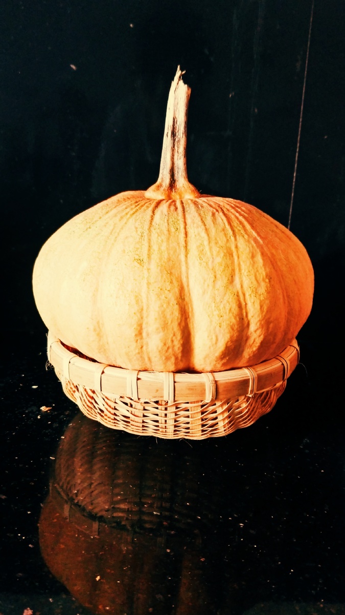 立秋南瓜记上次是长南瓜这次换扁南瓜