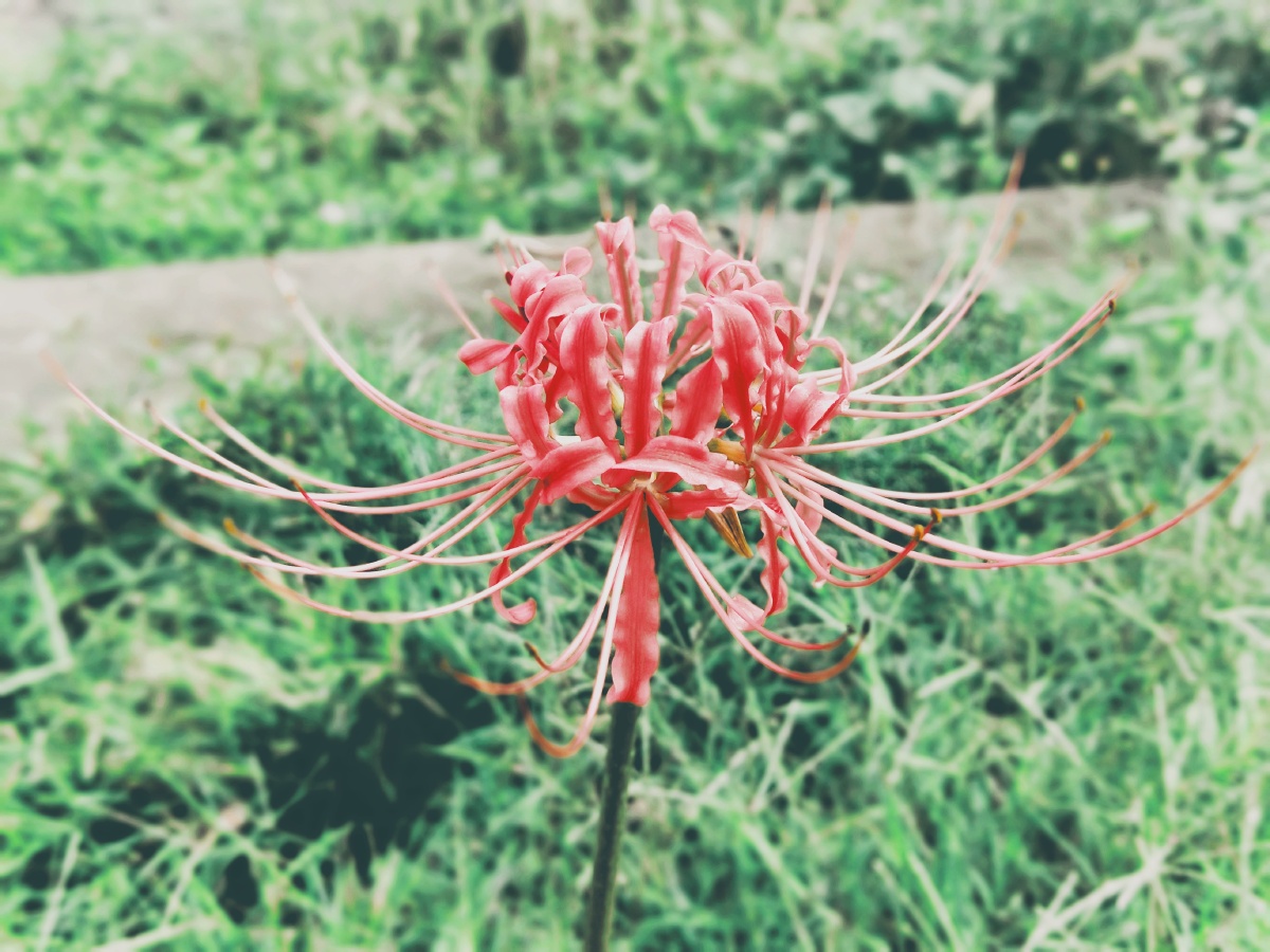 彼岸花花苞绽放了