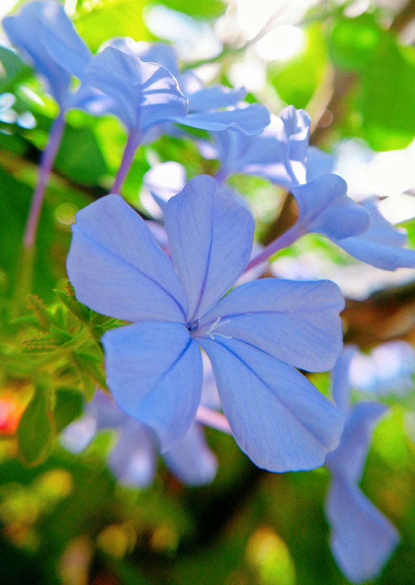 秋季蓝丹花姿态