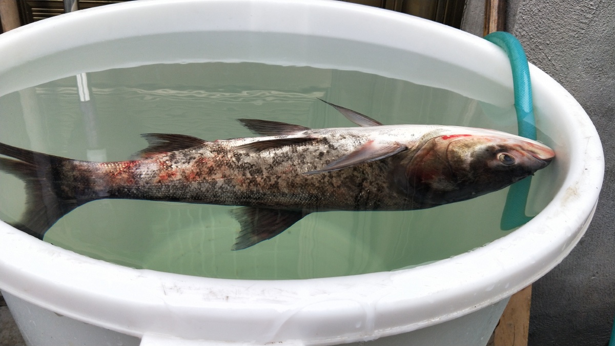 大条的鱼包头鱼