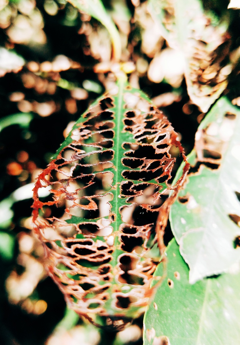 被虫吃的叶子,镂空叶片