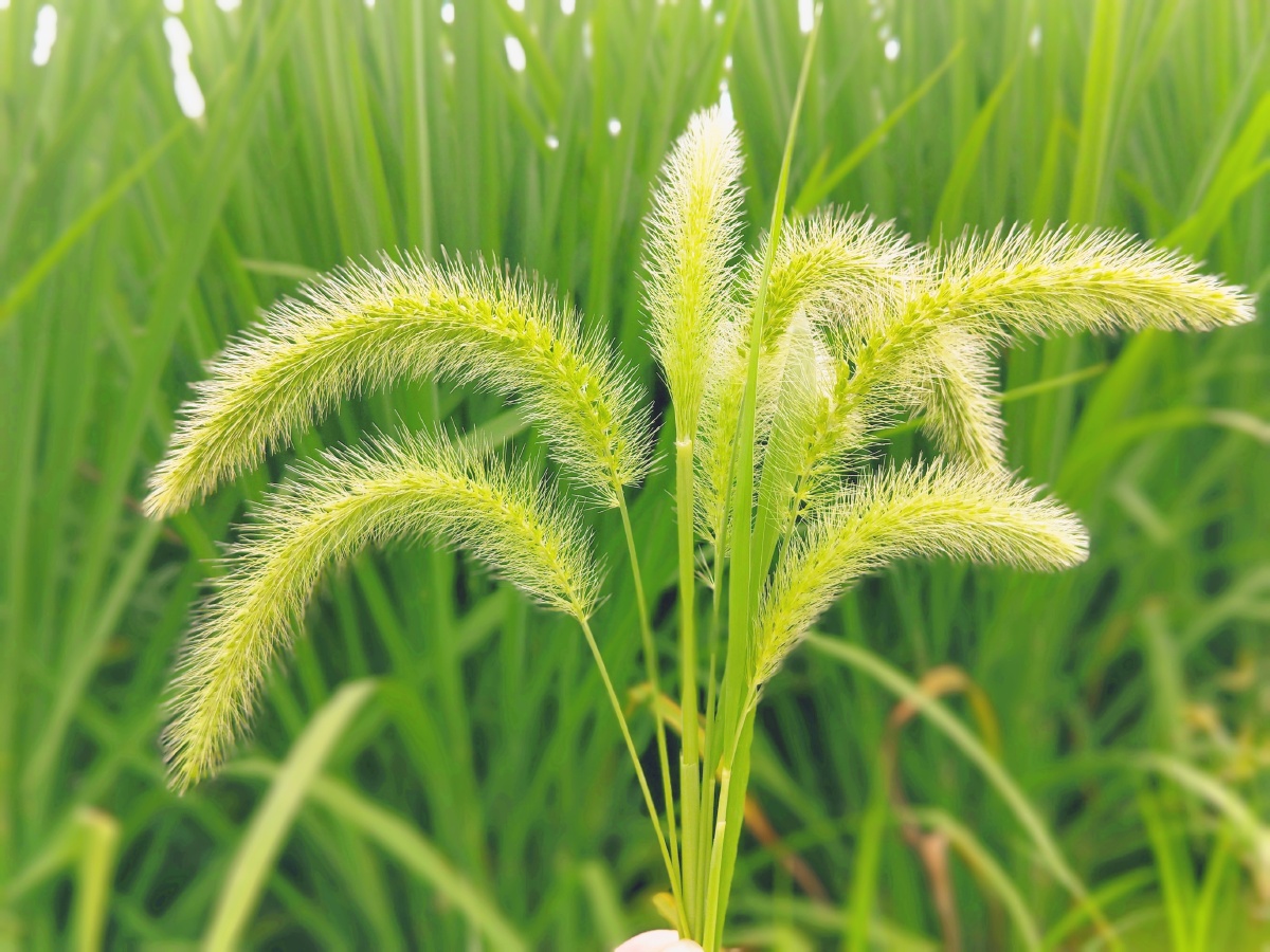 夏季狗尾巴草细节