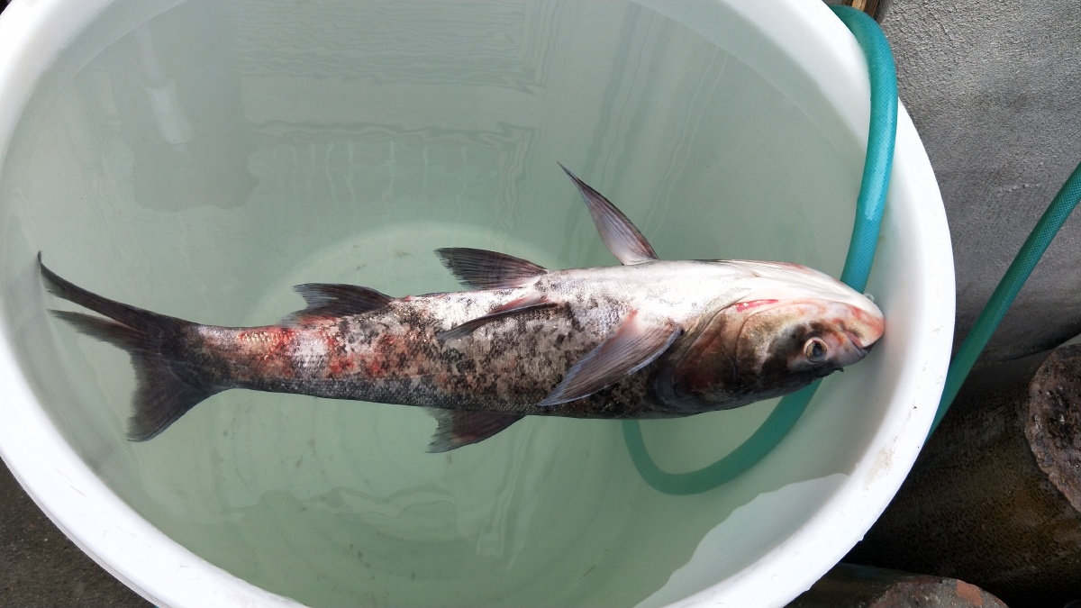 大条的鱼包头鱼