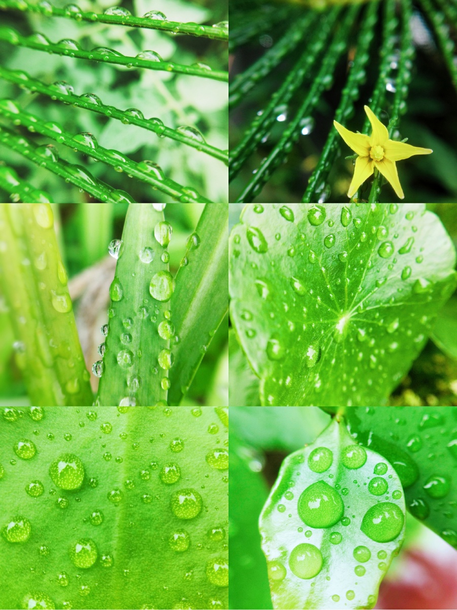 清晨露珠系列,清新绿意 - 指缝里的阳光1 - 图虫