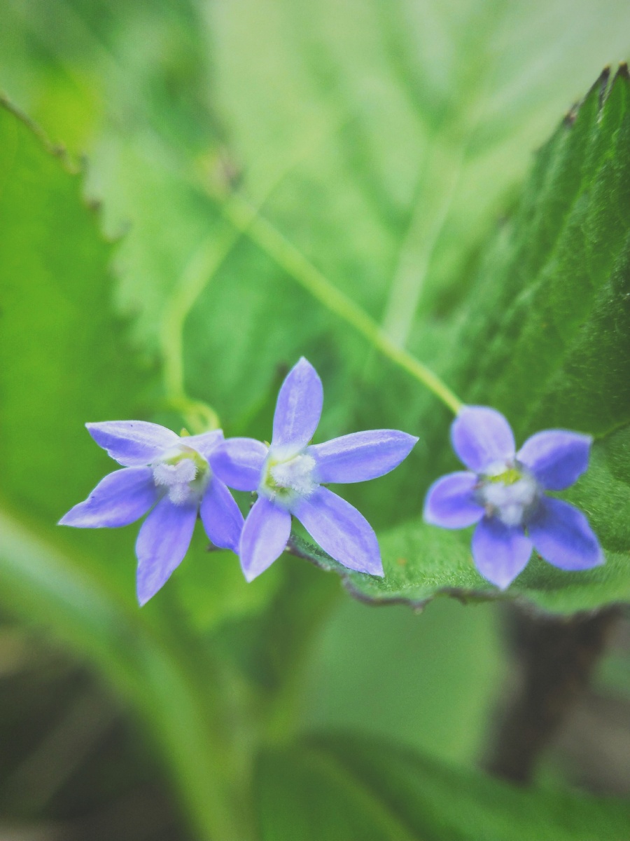 蓝花参夏天路边可爱小花