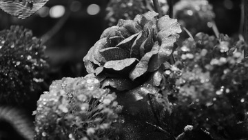AB05364F-319B-4128-8E97-488F53D6AE36/L0/001