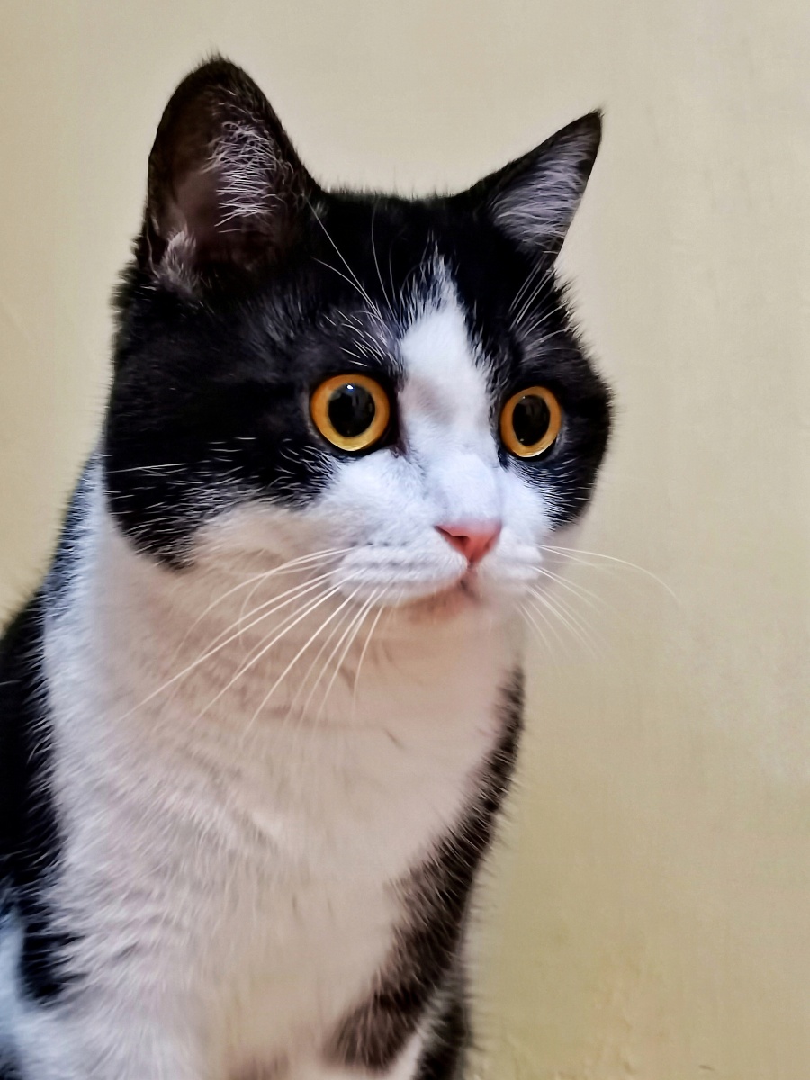 专注 猫咪专心注视 - shenceo - 图虫