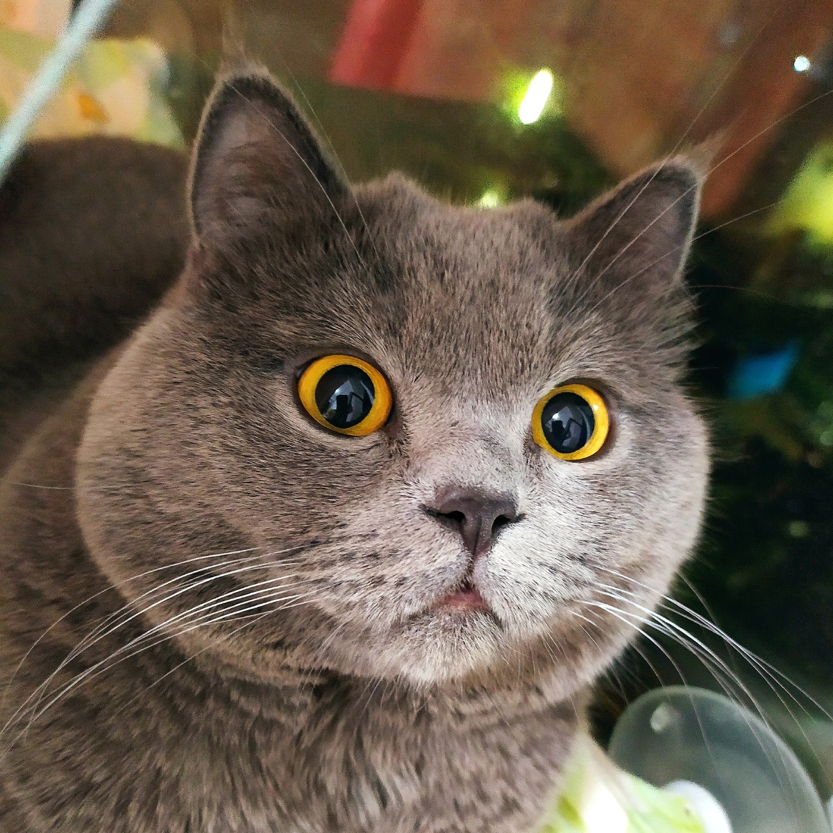 宠物动物猫#英短#呆萌#蓝猫成年公猫发腮#猫主子大眼萌灰色撸猫#吸猫