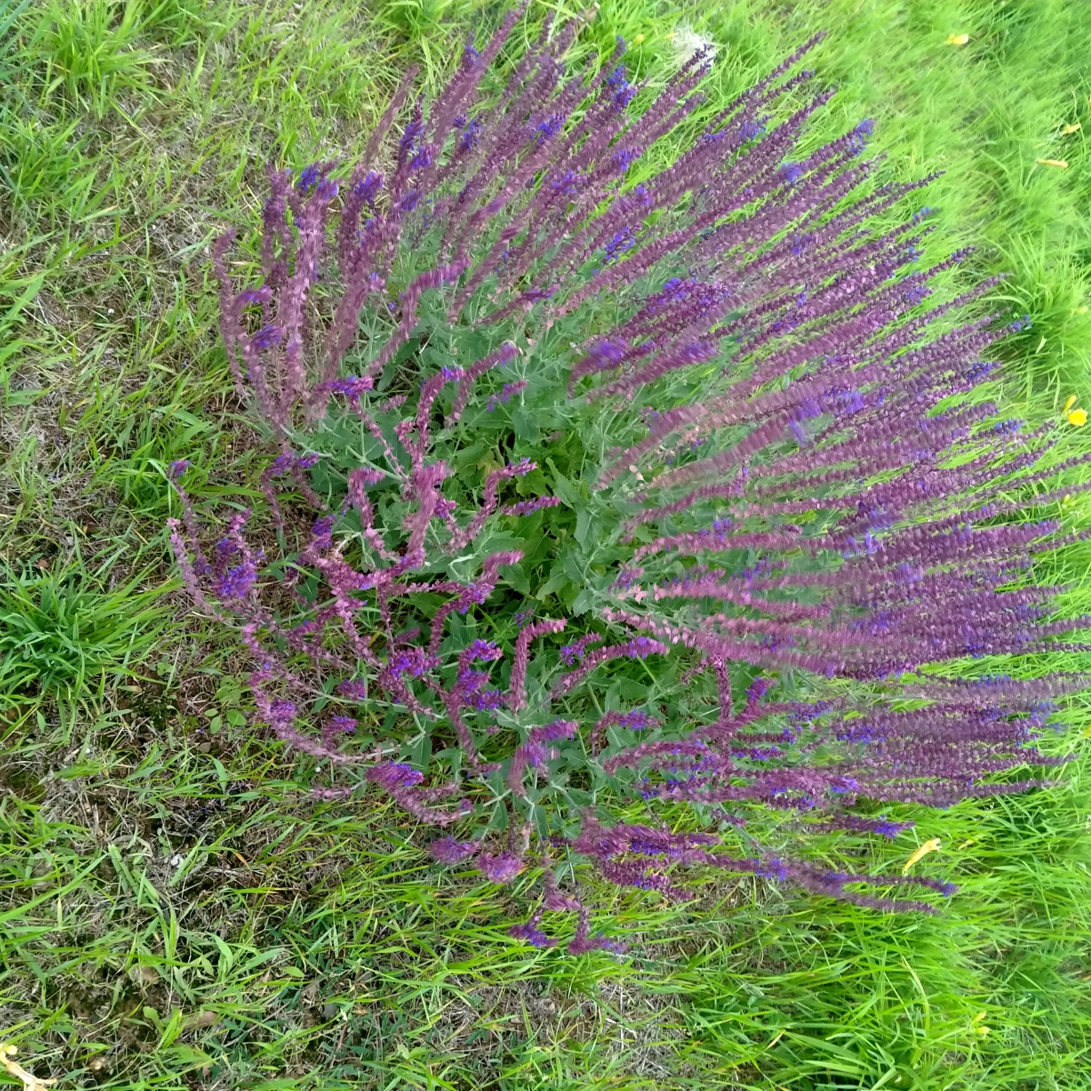 林荫鼠尾草 - 菲_儿 - 图虫