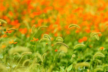 狗尾巴的花语