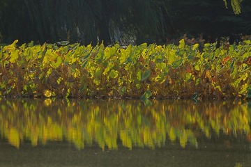 IMG_4470.JPG