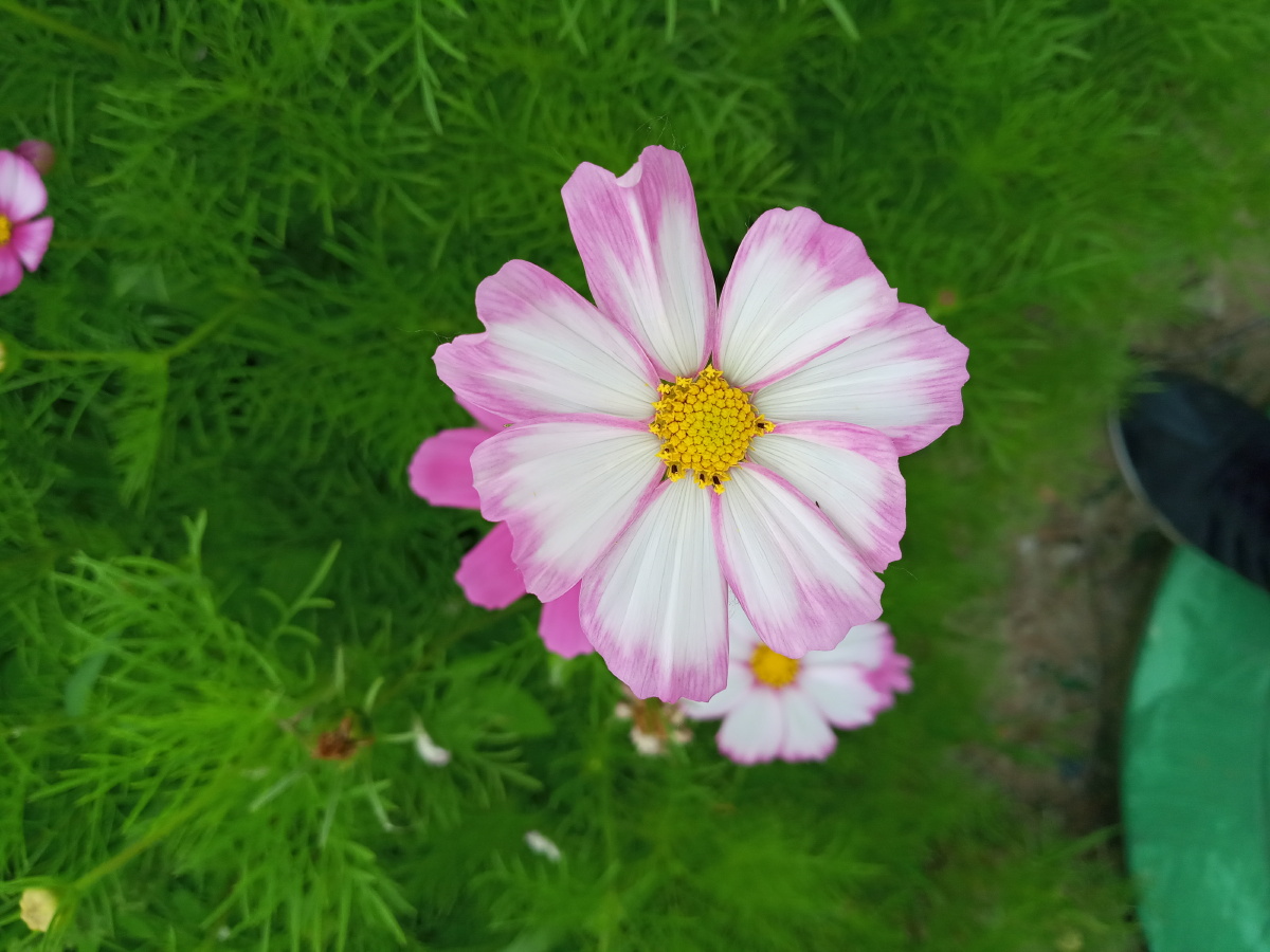 五彩缤纷各种各样颜色灿烂的小花犹如水彩画一般美极了