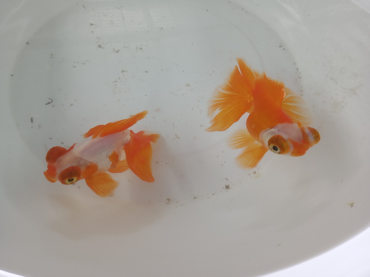 两条可爱的小金鱼