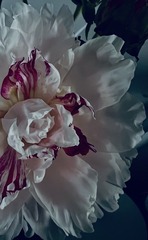 808F4906-EA12-43F3-B5C6-351C62E6A898/L0/001