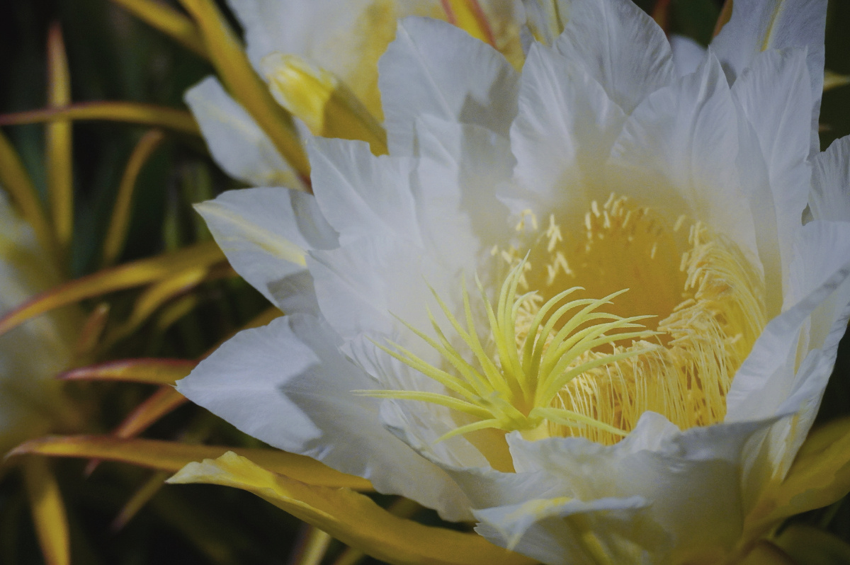 漫天星光不如你皎皎明月堪可比沉醉在星光璀璨的花海里归去来兮宁静的