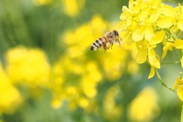 辛勤的蜜蜂