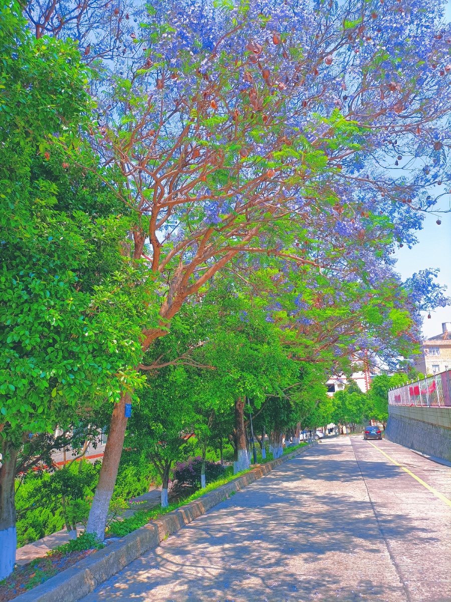 路边的樟树高大挺拔?即便如此也挡不住凶狠的烈日