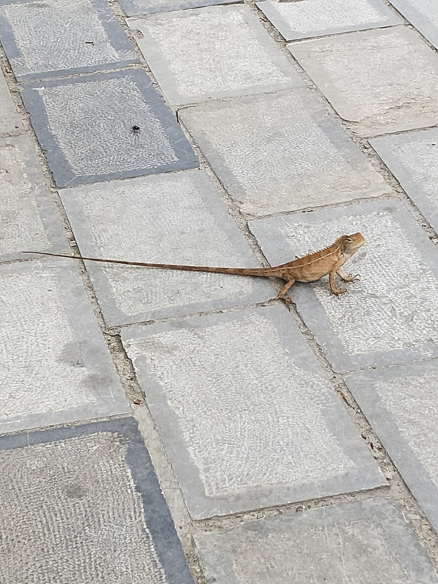 农村人说的马宗蛇越来越少几年才遇到一次