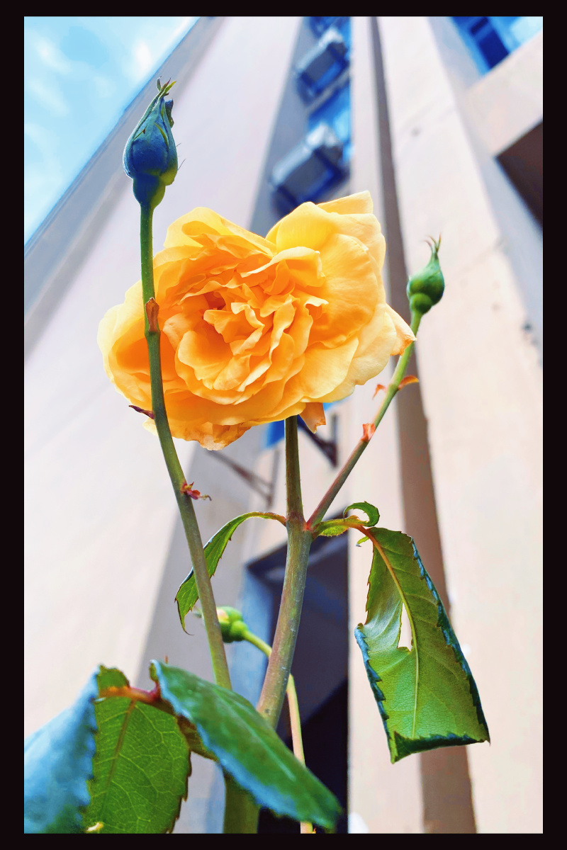 黄玫瑰别落泪所有花儿你最美