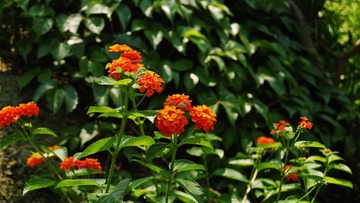B5602540-F885-4687-B36B-3736B3112496/L0/001