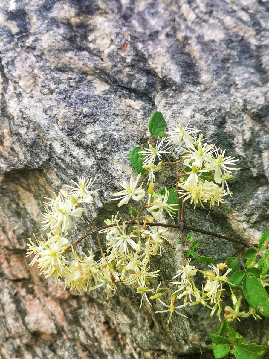 短尾铁线莲 - 花儿草啊 - 图虫
