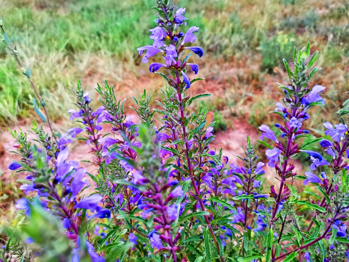 香青兰,多美的名字.