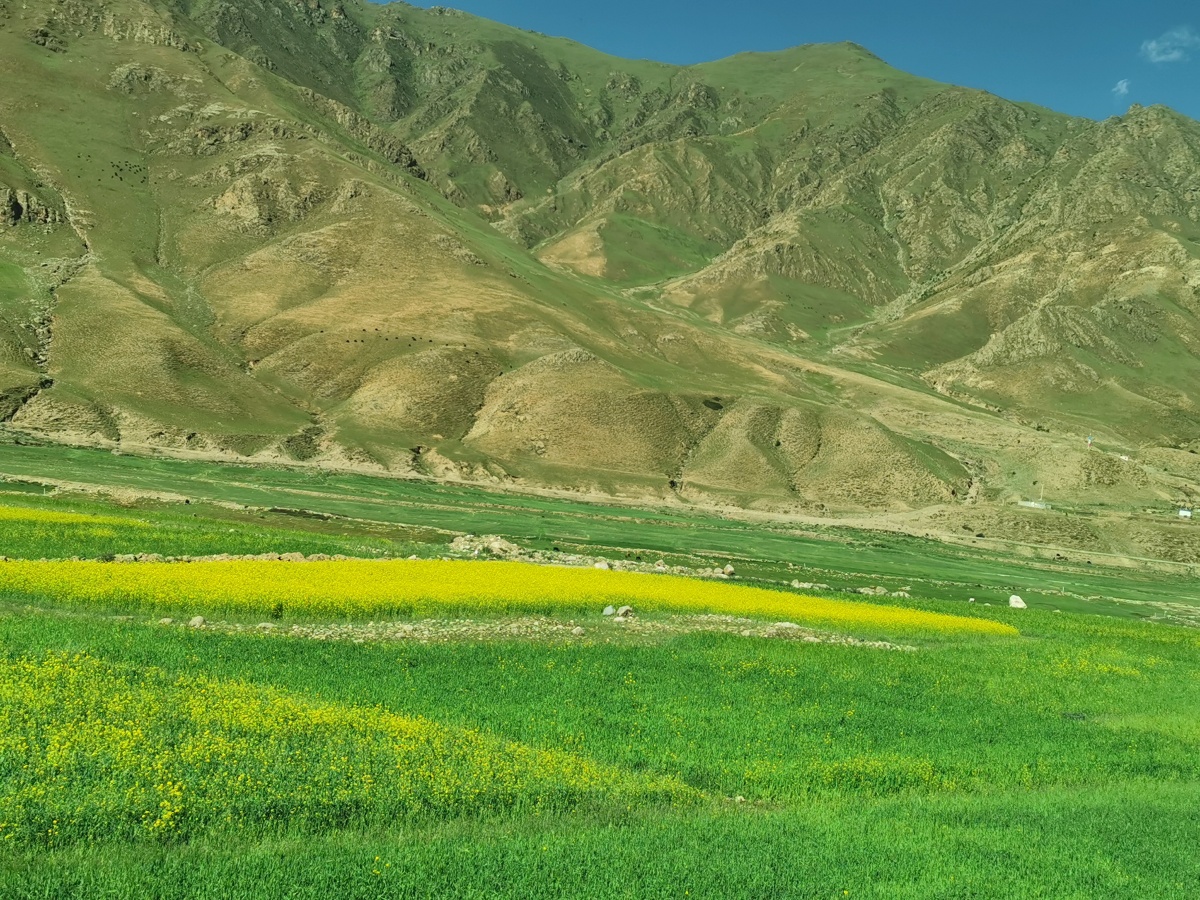 青藏高原上的油菜花