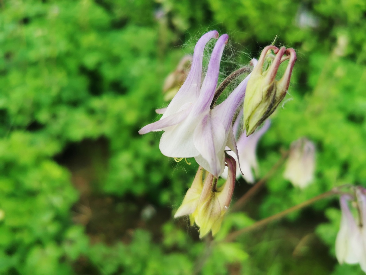 耧斗把惊艳藏了起来