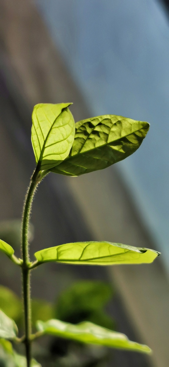 阳光下的茉莉叶