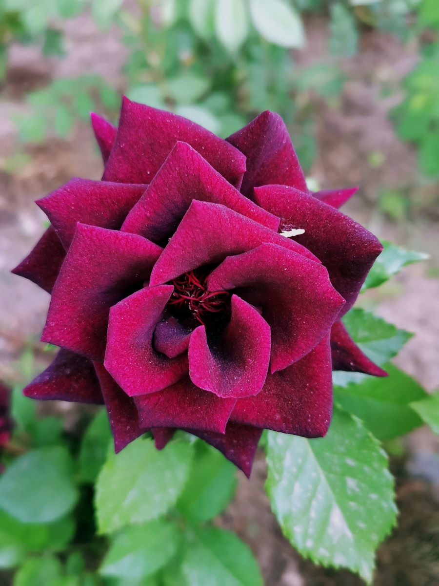 月季花#黑美人呀