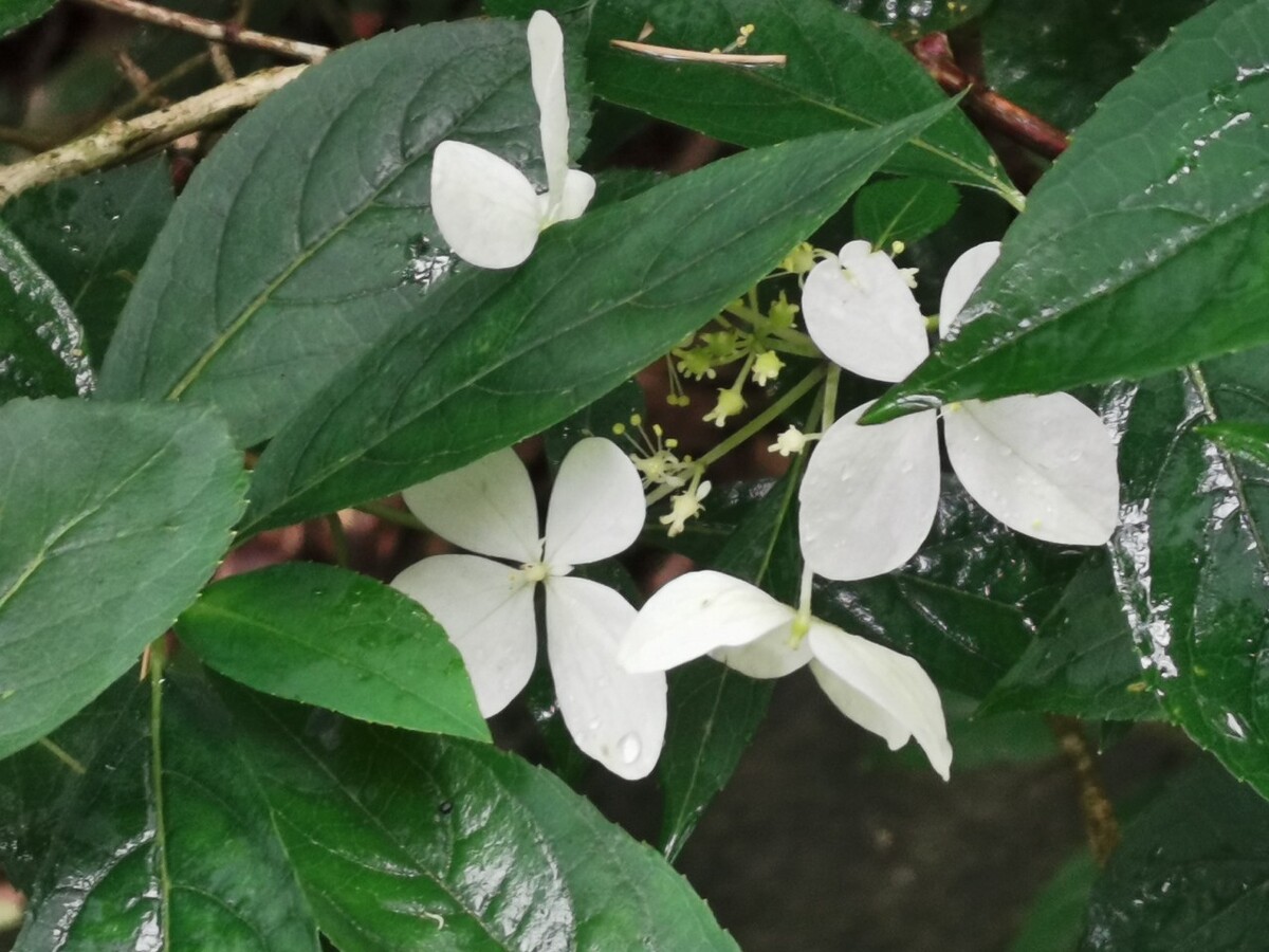 蝴蝶03荚蒾