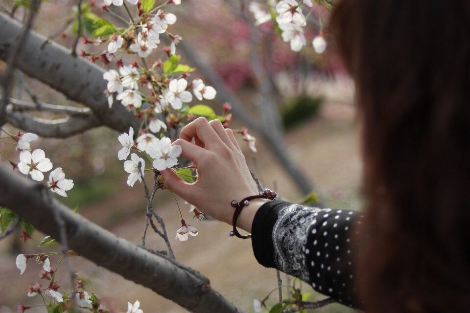 摧花辣手<br />
