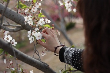 摧花辣手