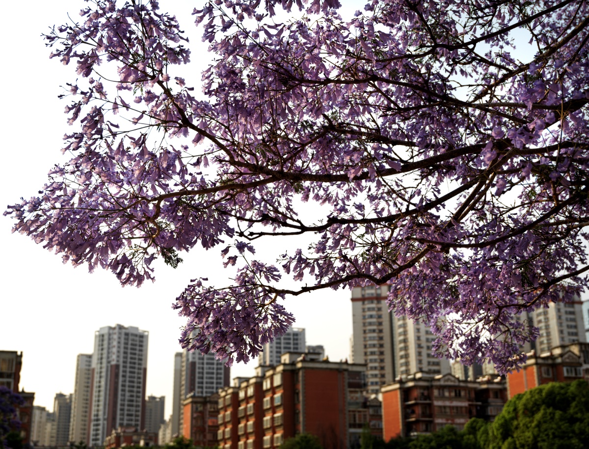 蓝花楹的美  充满浪漫的色彩2021年5月18日拉黑3春冰warmice晨曦中,灯