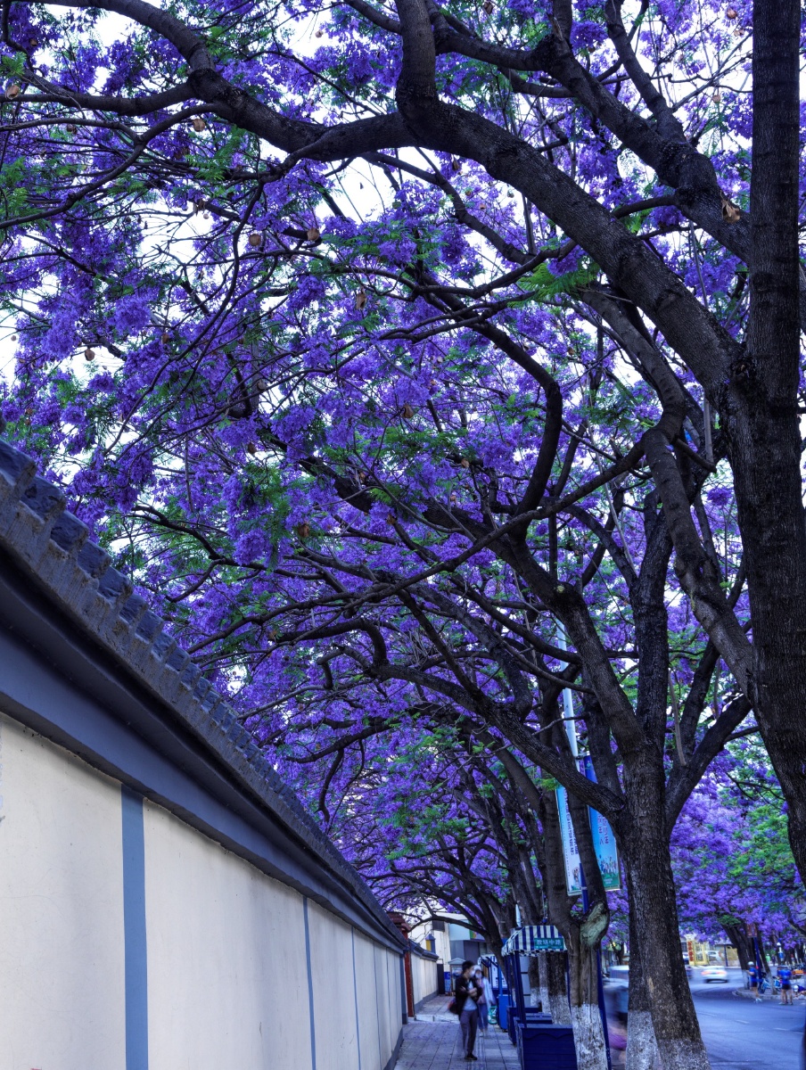 蓝花楹的美  充满浪漫的色彩2021年5月18日拉黑3春冰warmice晨曦中,灯