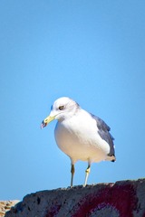 45095