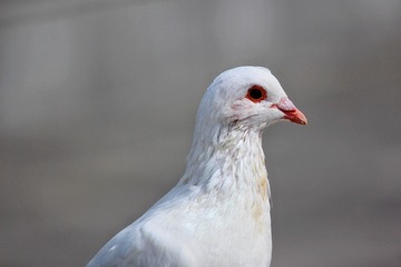 49185