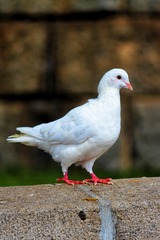 49183