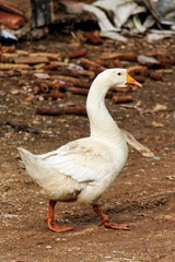 49952