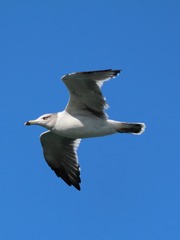45666