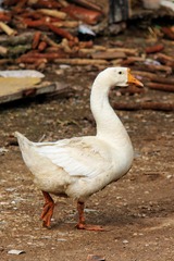 49953