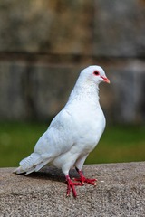 49184