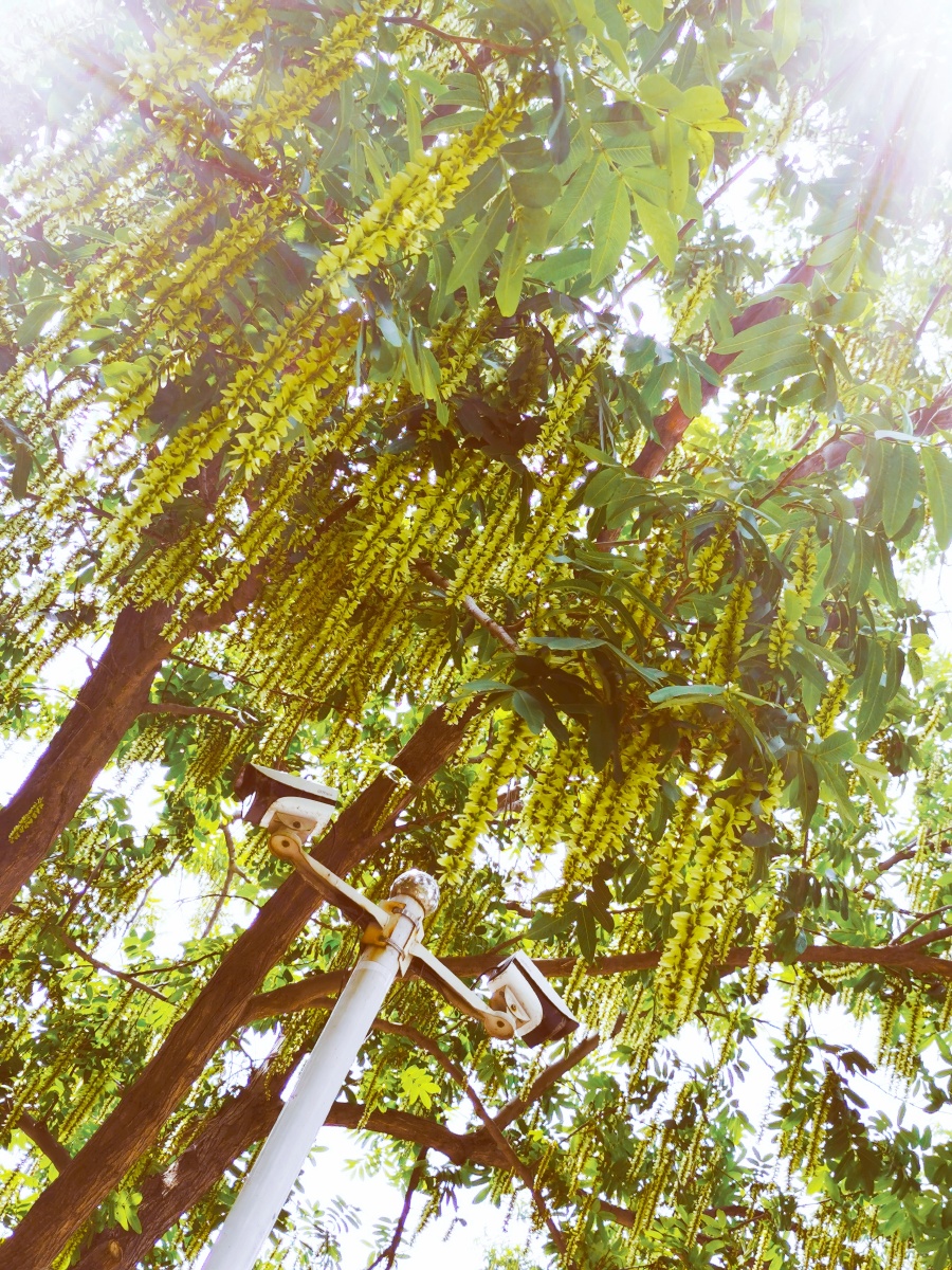 金钱串串树祝君好运