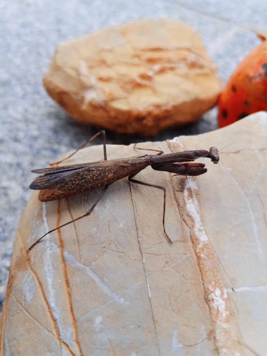 枯叶螳螂昆虫摄影圈子卖图晒单分享拍宠物爱好者中国昆虫微观世界我们