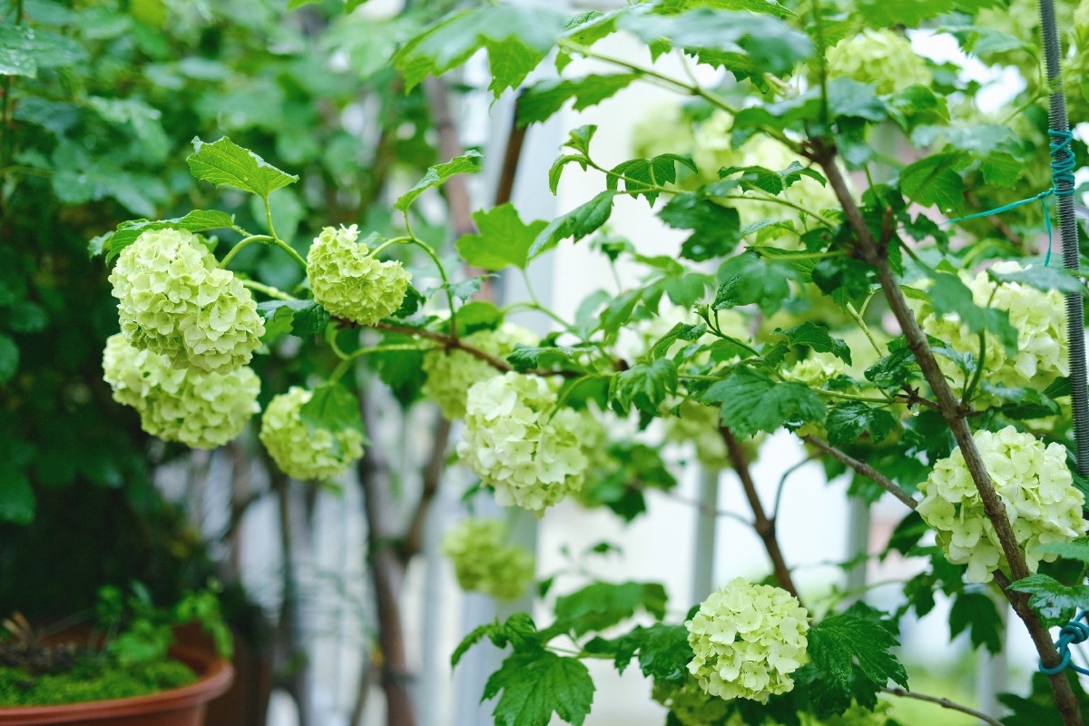 欧洲木绣球的花季